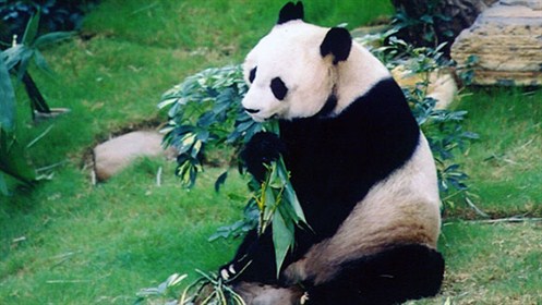香港海洋公园庆贺大熊猫佳佳刷新世界纪录