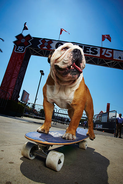 十岁天才滑板狗因病去世 曾创吉尼斯世界纪录