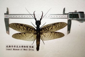 世界最大的水生昆虫